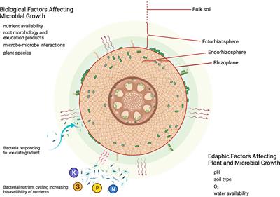 Frontiers | The Role Of Synthetic Microbial Communities (SynCom) In ...